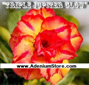 (image for) Adenium Obesum \'Triple Jupitar Glow\' 5 Seeds